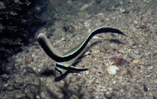  Equetus lanceolatus (Jackknife Fish, Ribbonfish)